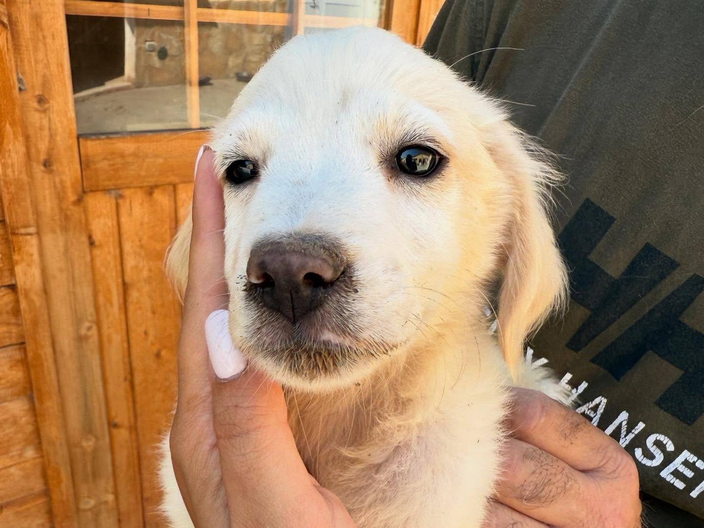 Adotta un cane, maschio, 2 mesi, Matera