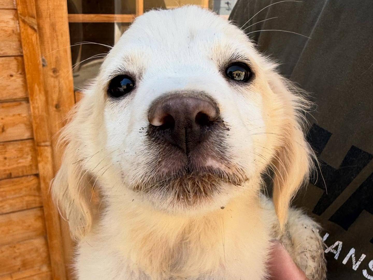 Adotta un cane, taglia media, maschio, Matera