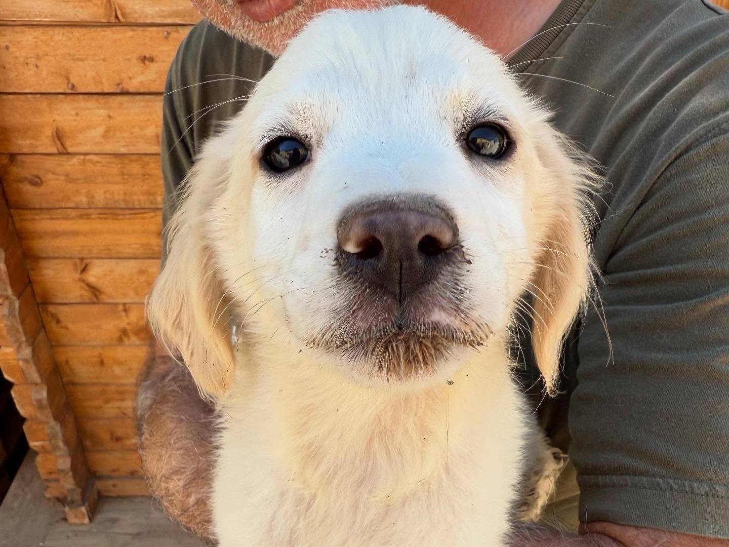 Vuoi adottare un cane a Matera?