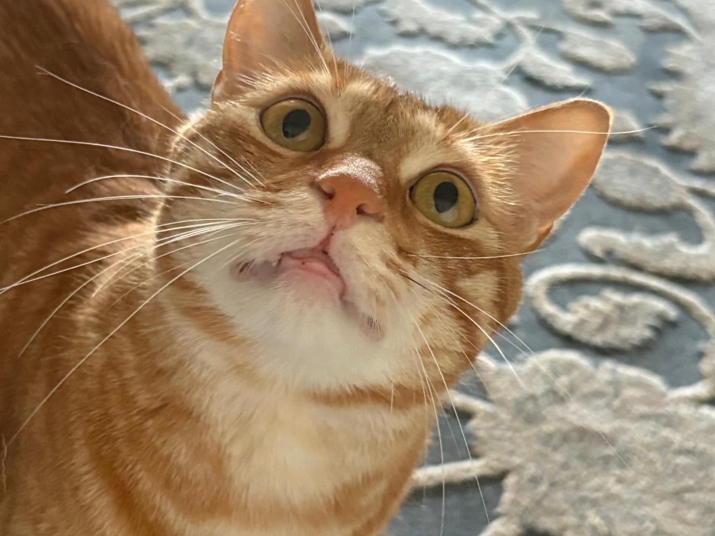 Adozione gatto, maschio, Razza sconosciuta Razza sconosciuta, 4 anni e 1 mese, taglia non valida, Piacenza