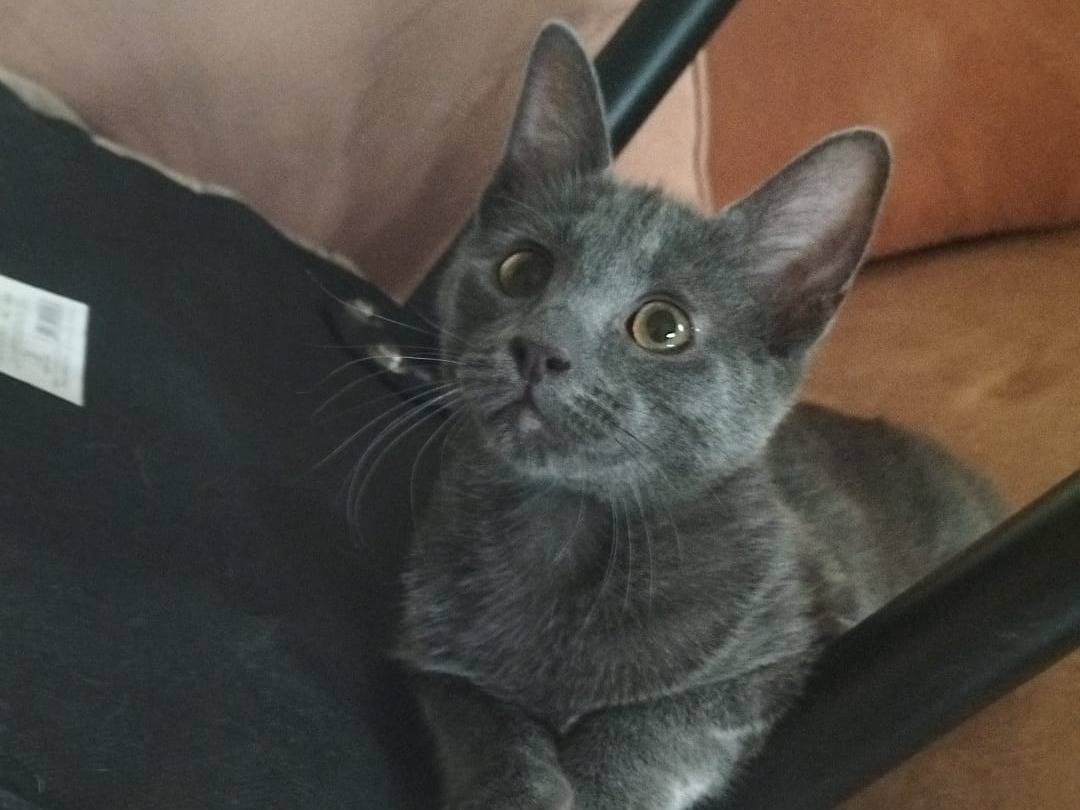 Adotta un gatto, taglia non valida, femmina, Matera