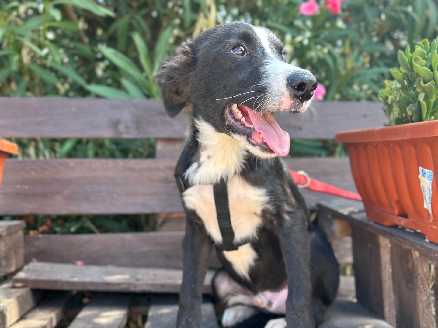 Adotta un cane, maschio, 6 mesi, Foggia