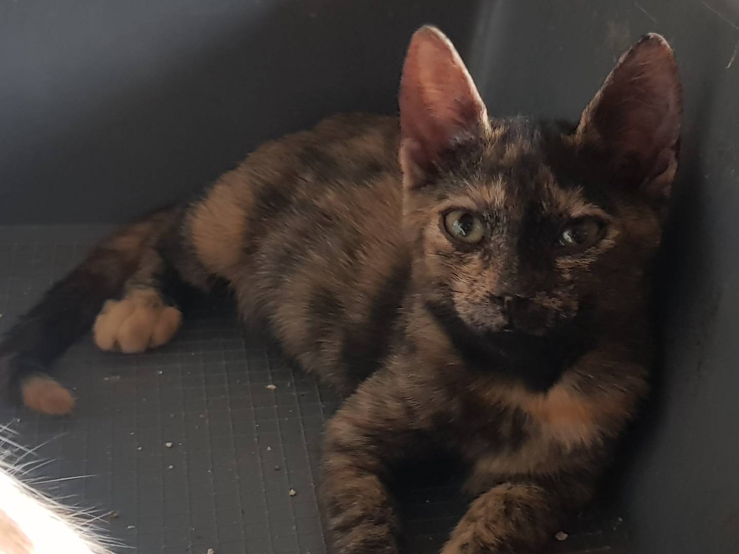 Adotta un gatto, femmina, 2 mesi, Parma