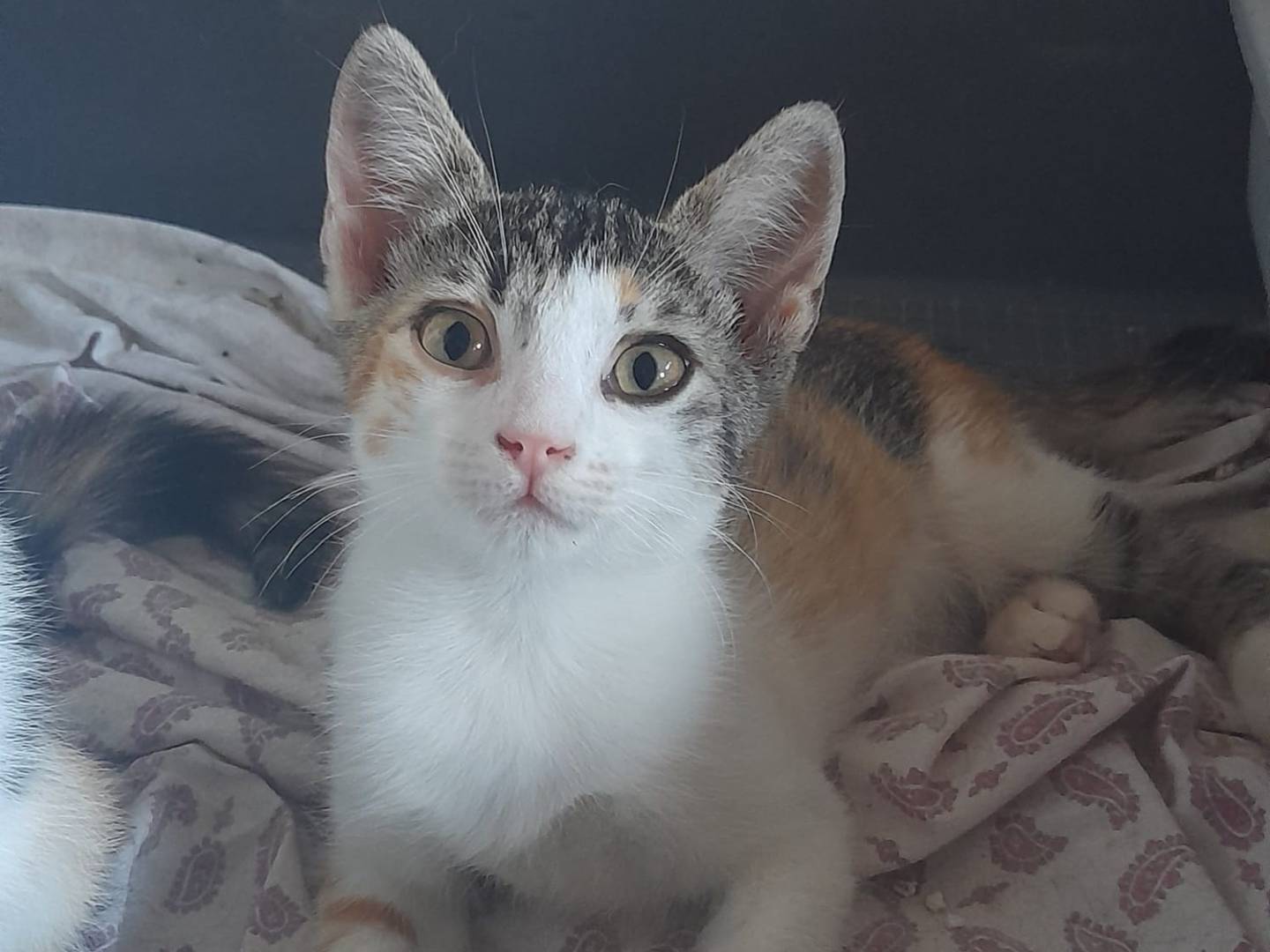 Adotta un gatto, femmina, 2 mesi, Parma