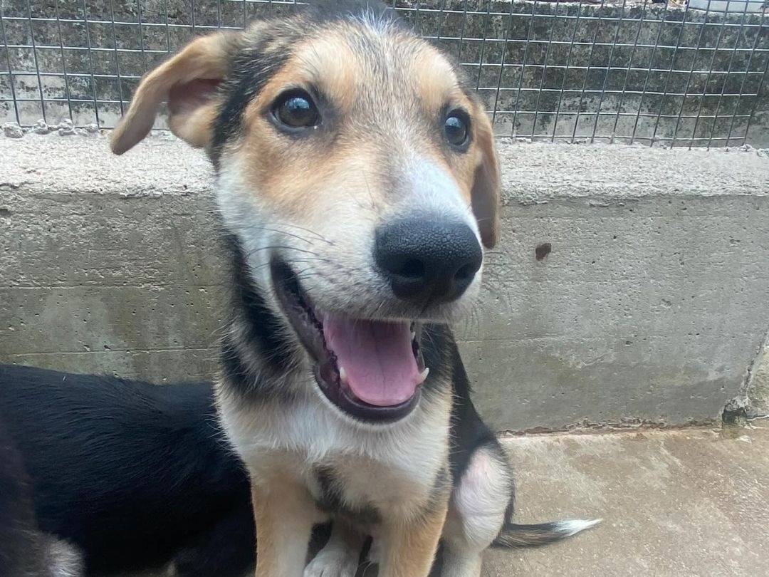 Adozione cane, maschio, Razza sconosciuta Razza sconosciuta, 3 mesi, taglia media, Latina