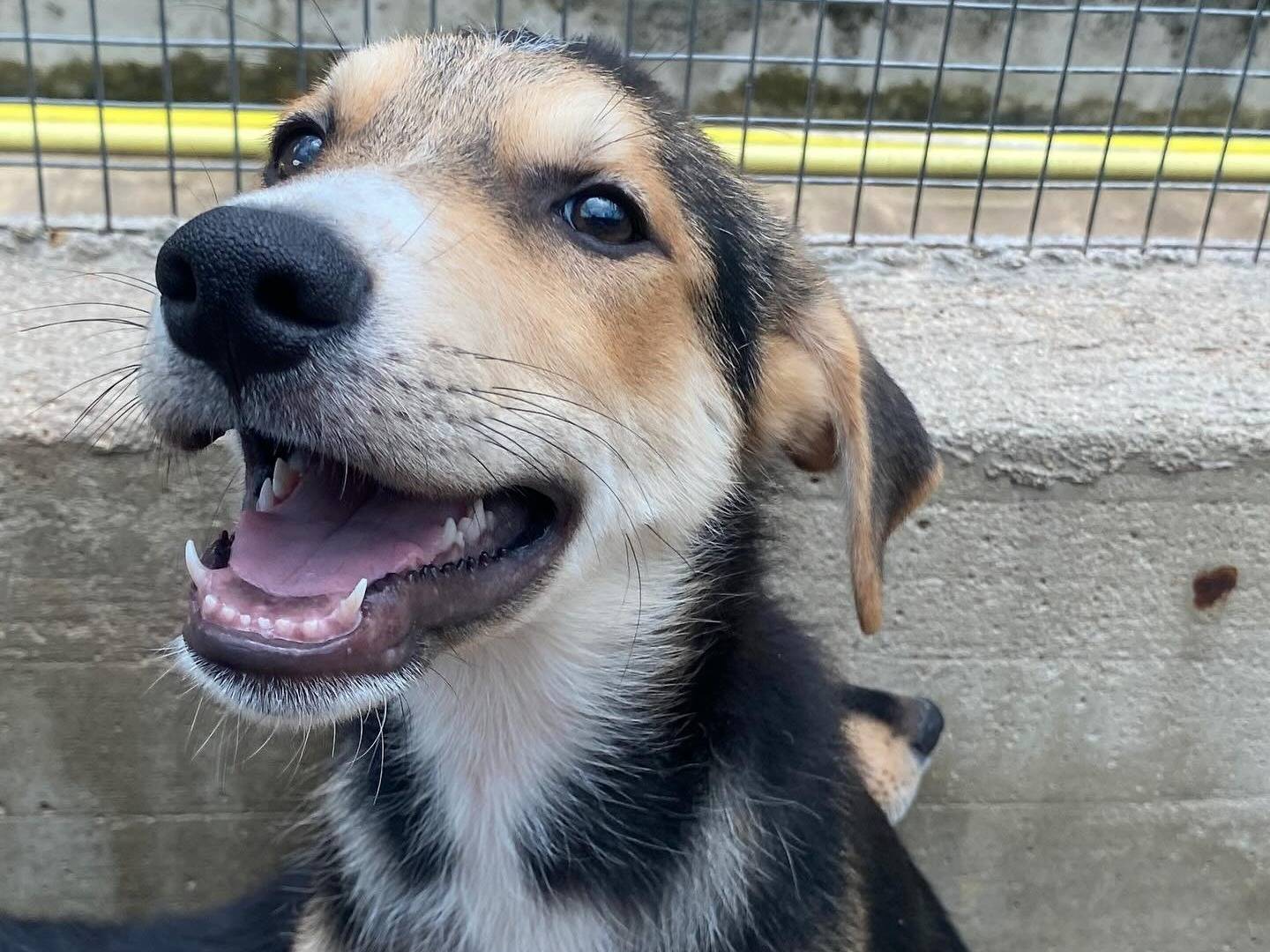 Adotta un cane, maschio, 3 mesi, Latina