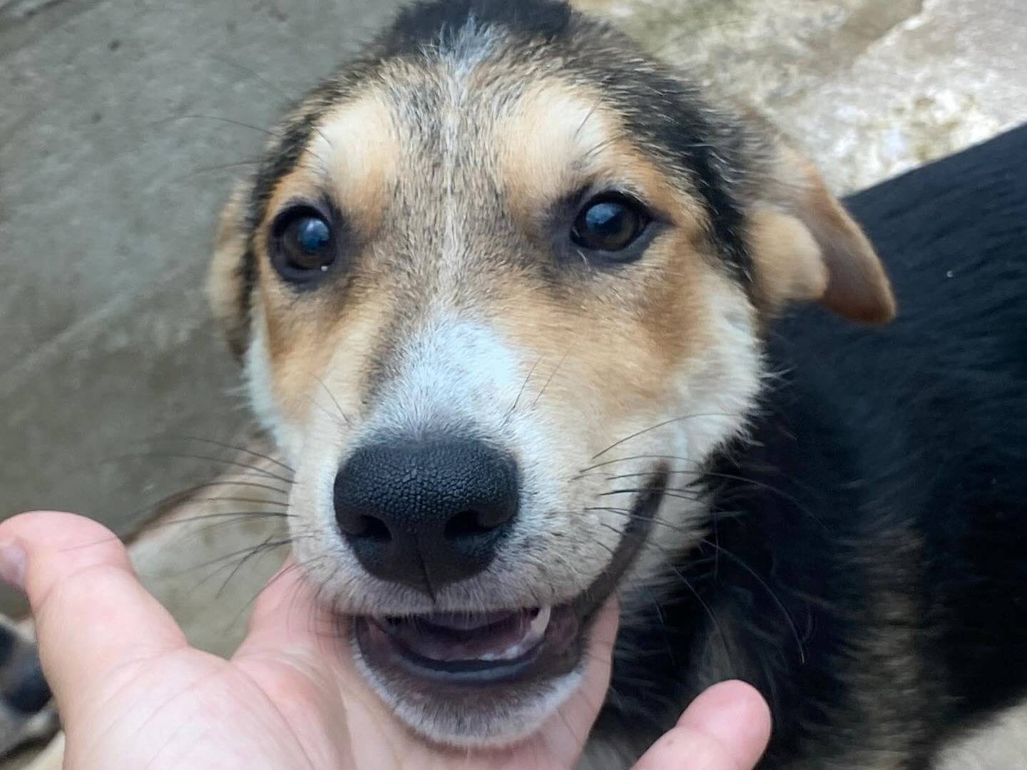 Adotta un cane, taglia media, maschio, Latina