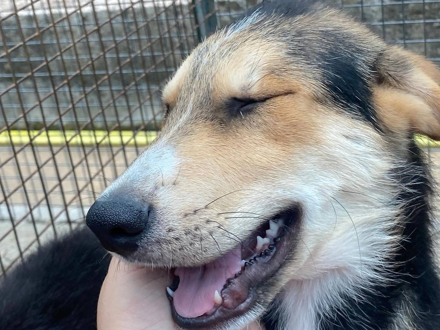 Vuoi adottare un cane a Latina?