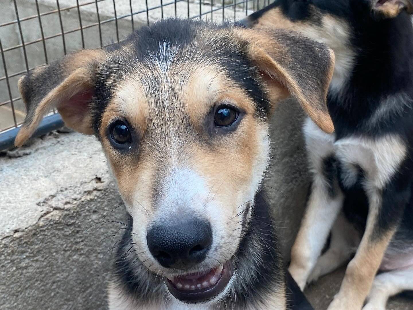 Adotta il cane WAFER a Latina