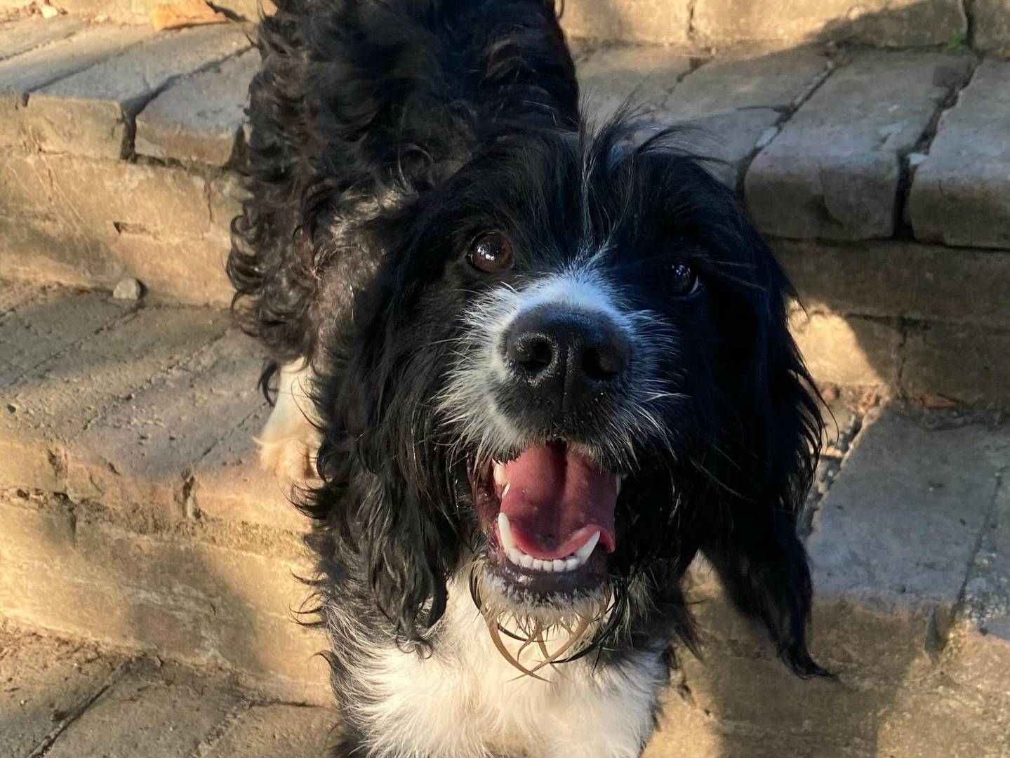 Adozione cane, femmina, Razza sconosciuta Razza sconosciuta, 6 mesi, taglia media contenuta, Teramo