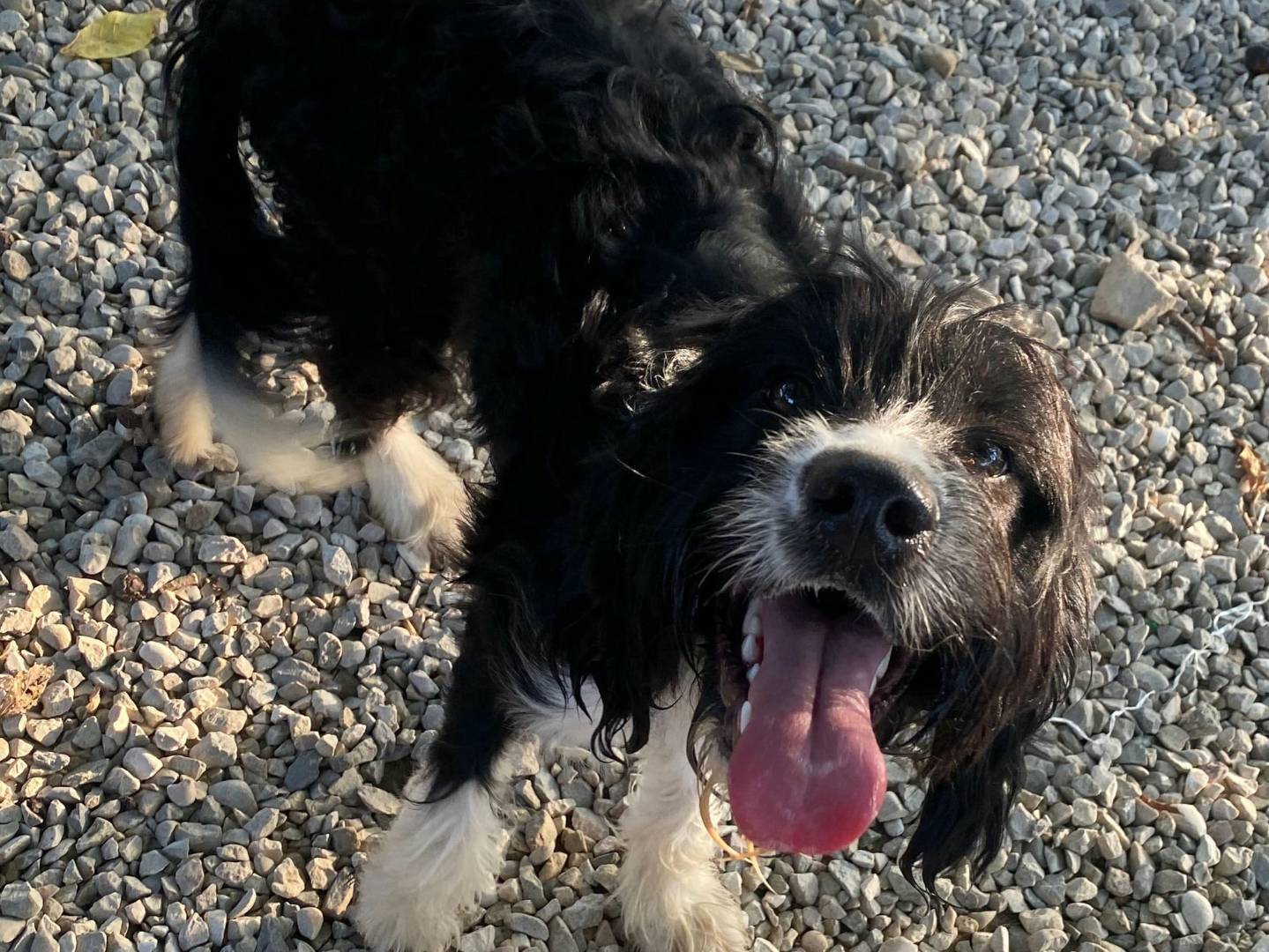 Adotta un cane, femmina, 6 mesi, Teramo
