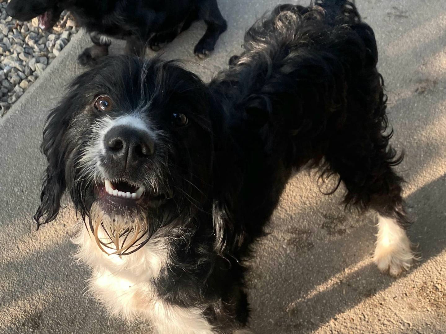 Adotta un cane, taglia media contenuta, femmina, Teramo