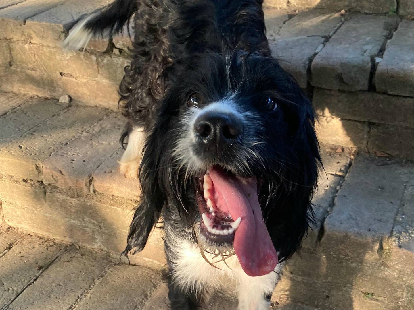 Vuoi adottare un cane a Teramo?