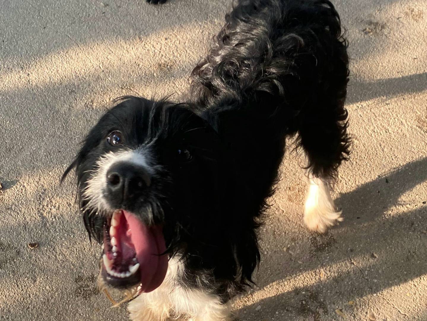 Adotta il cane Cristal a Teramo