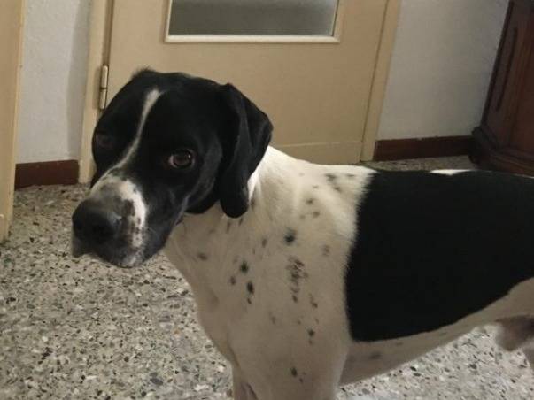 Adozione cane, maschio, Pointer Razza sconosciuta, 2 anni e 1 mese, taglia media, Brescia