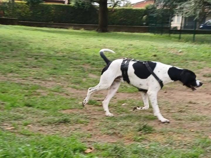 Adotta un cane, taglia media, maschio, Brescia