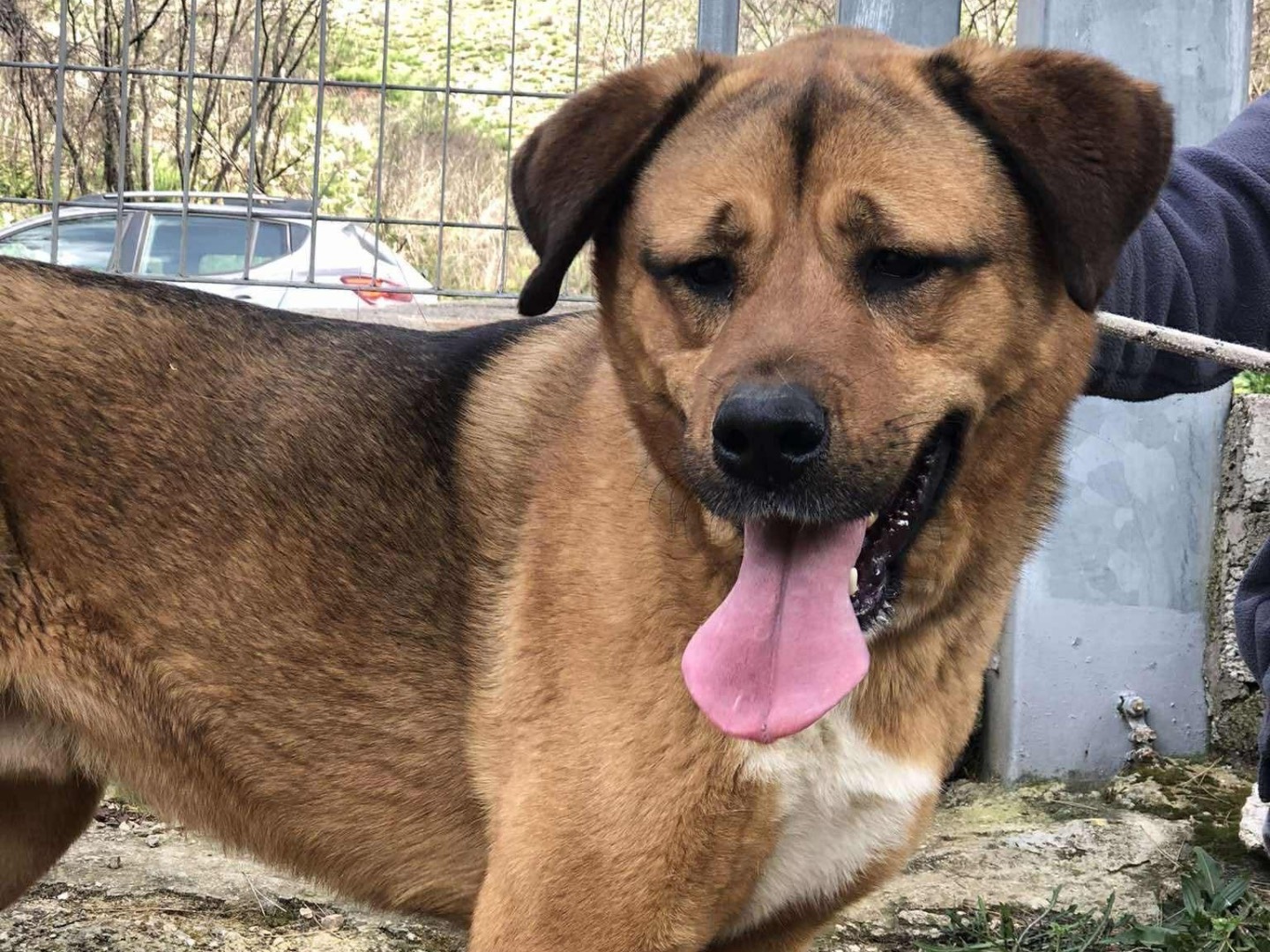 Adozione cane, maschio, Razza sconosciuta Razza sconosciuta, 2 anni, taglia grande, Latina
