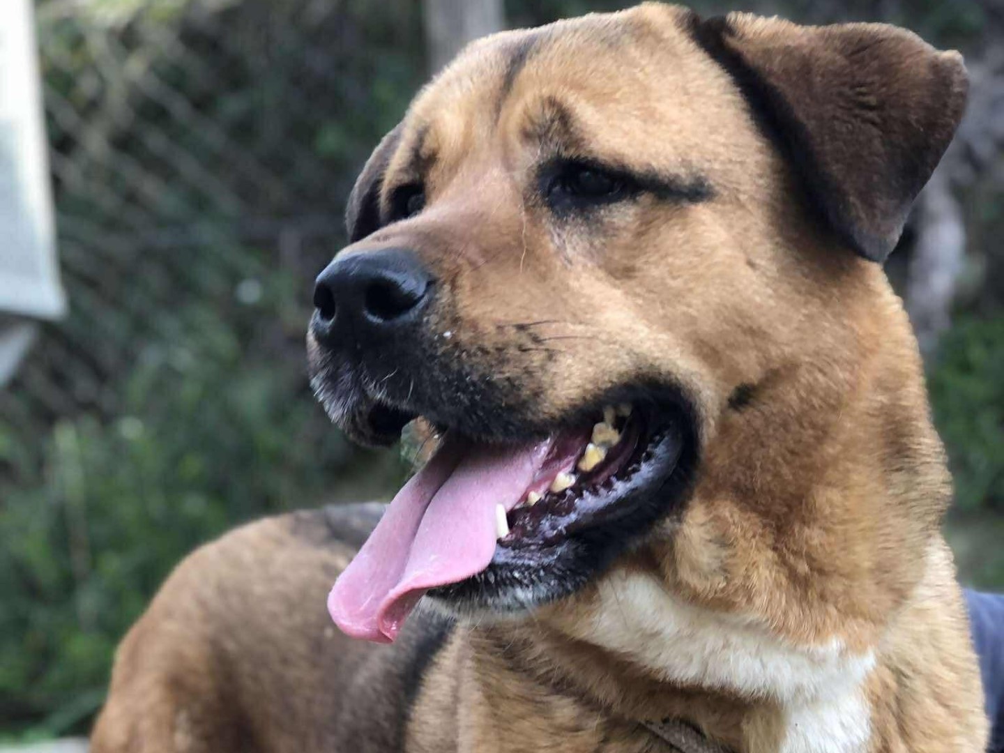 Adotta un cane, maschio, 2 anni, Latina