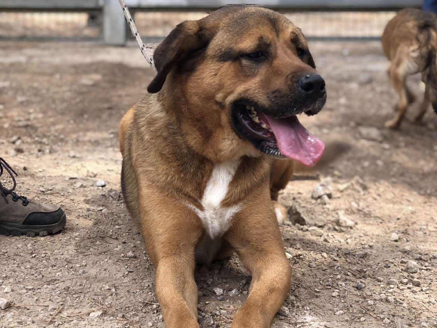 Adotta un cane, taglia grande, maschio, Latina