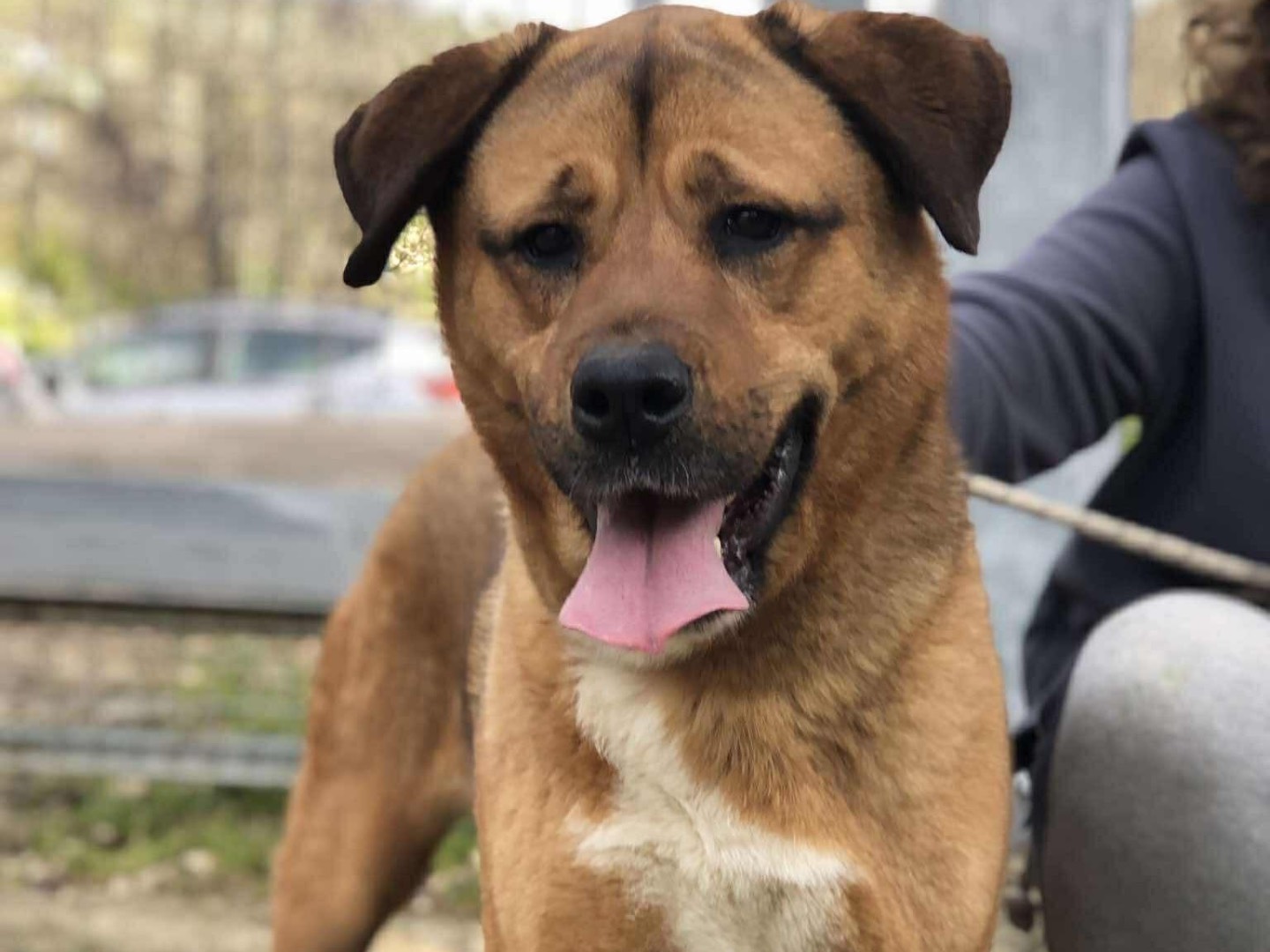 Vuoi adottare un cane a Latina?