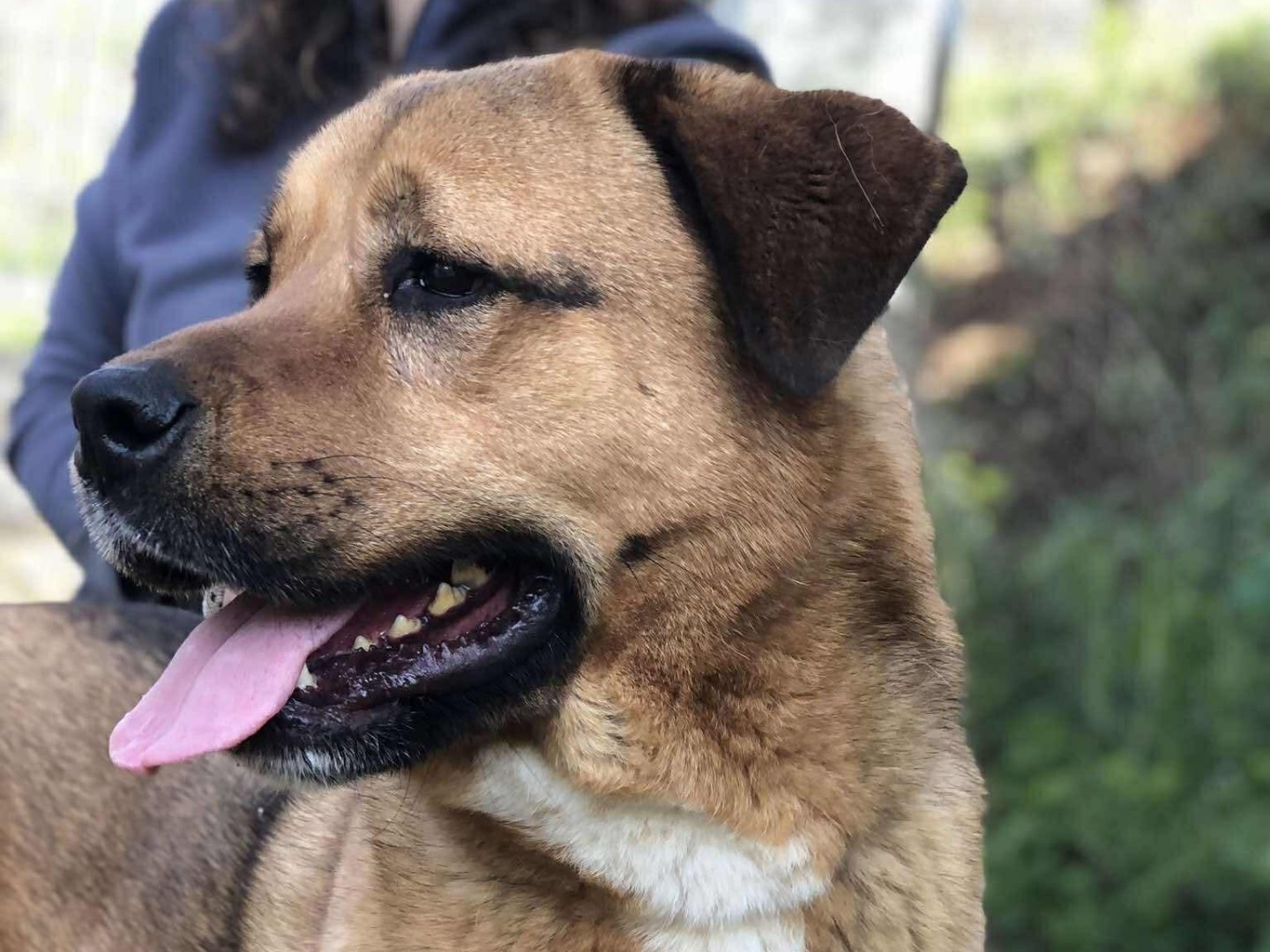 Adotta il cane Ceres a Latina
