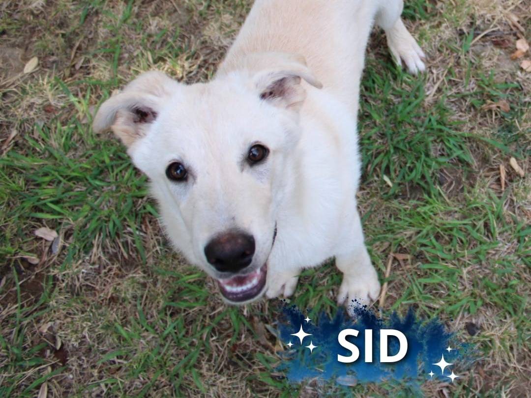 Adozione cane, maschio, Razza sconosciuta Razza sconosciuta, 5 mesi, taglia media, Crotone