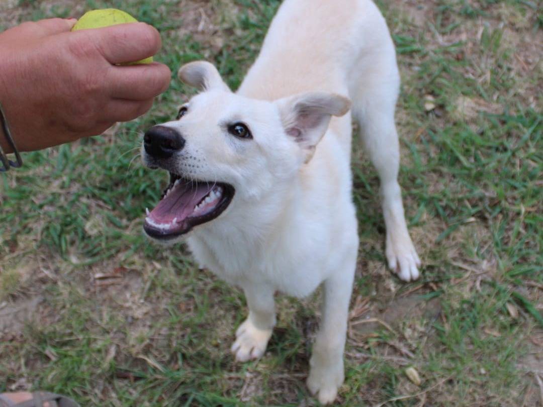 Adotta un cane, taglia media, maschio, Crotone