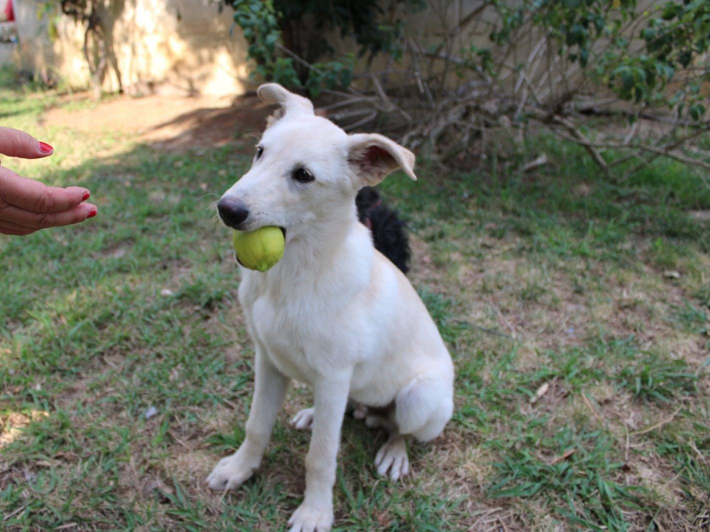 Vuoi adottare un cane a Crotone?