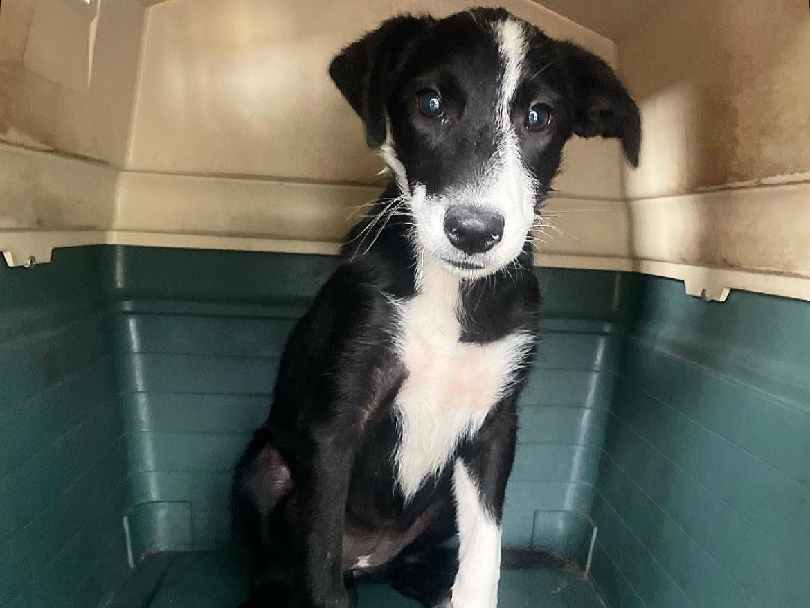Adozione cane, femmina, Razza sconosciuta Razza sconosciuta, 4 mesi, taglia media, Salerno