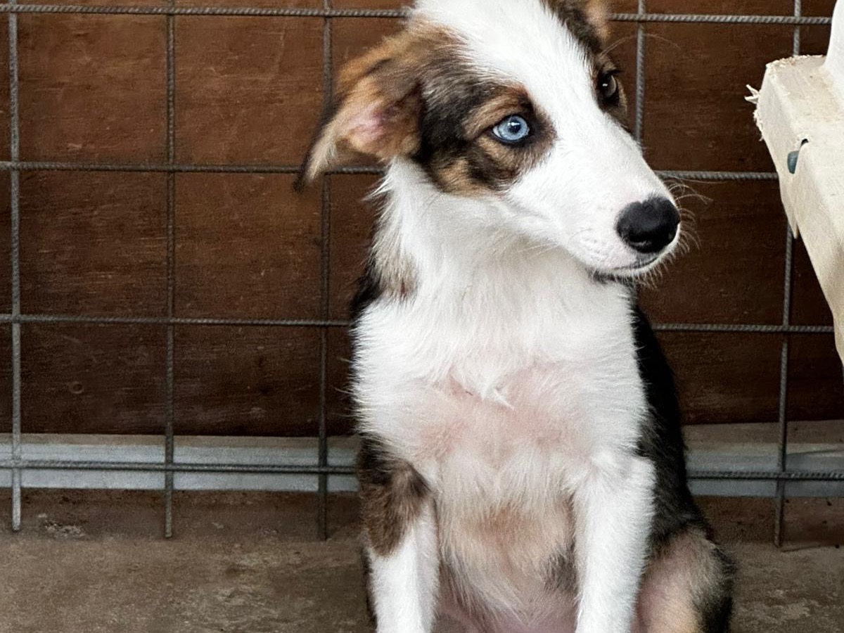 Adozione cane, femmina, Razza sconosciuta Razza sconosciuta, 5 mesi, taglia media, Salerno
