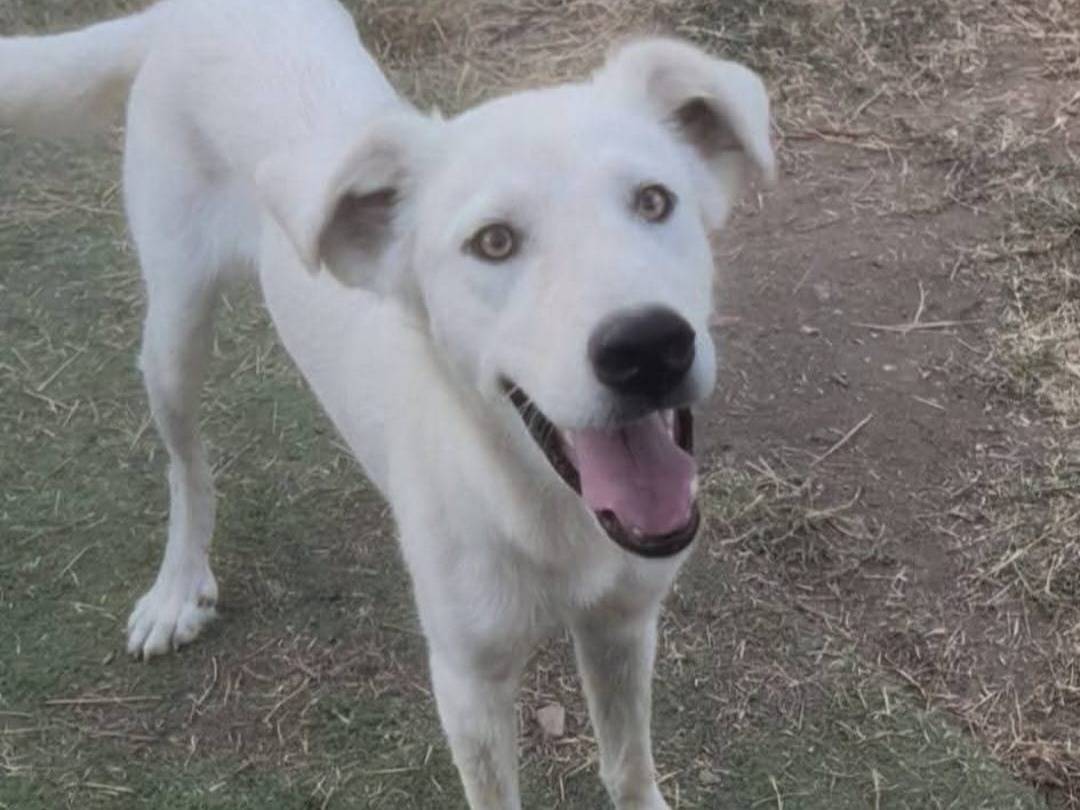 Adozione cane, maschio, Razza sconosciuta Razza sconosciuta, 7 mesi, taglia media, Crotone