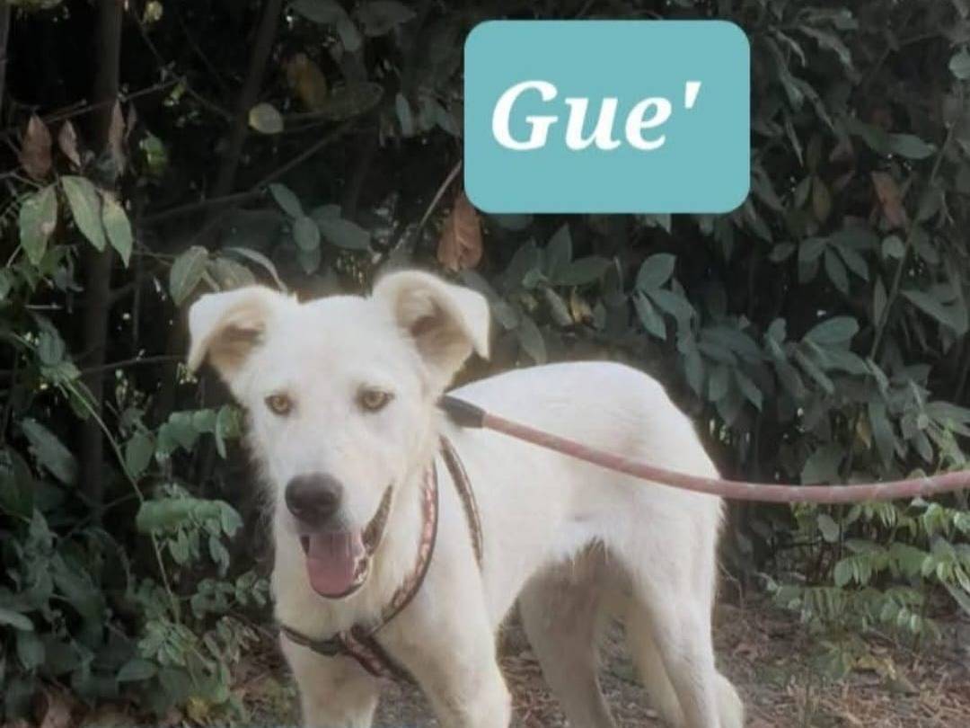 Adotta un cane, maschio, 7 mesi, Crotone