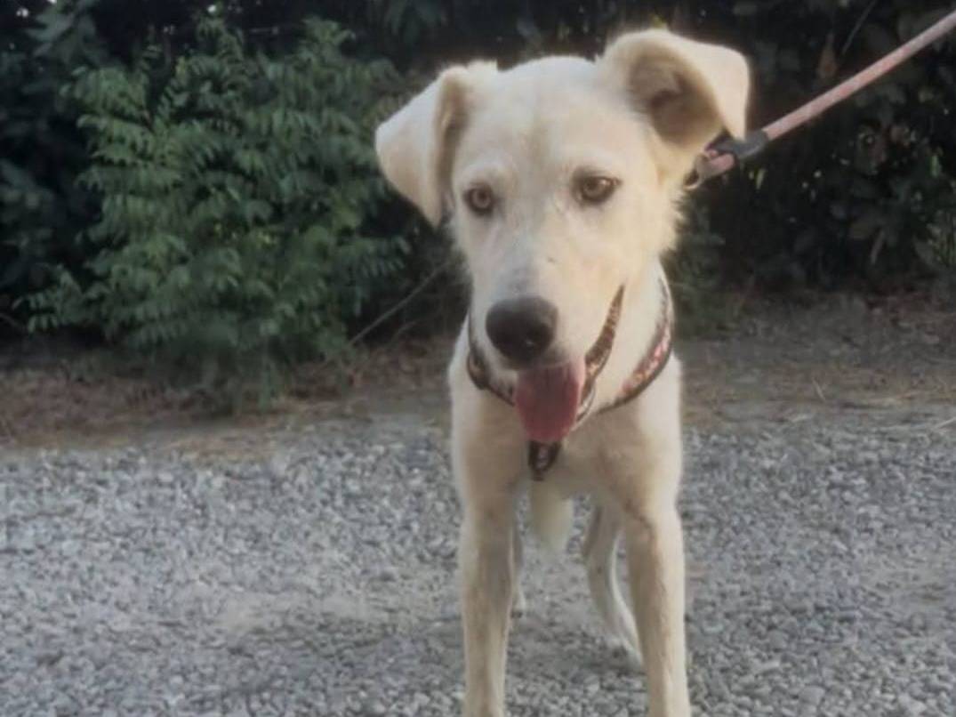 Adotta un cane, taglia media, maschio, Crotone