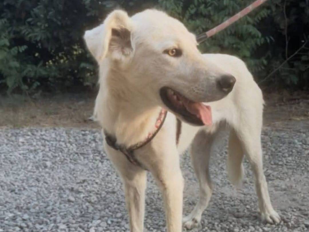 Vuoi adottare un cane a Crotone?