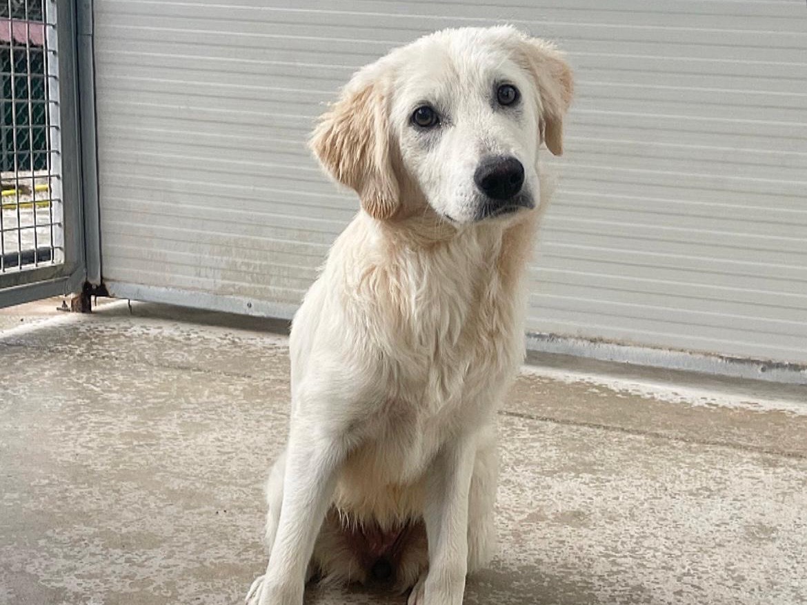 Adotta un cane, femmina, 5 mesi, Salerno