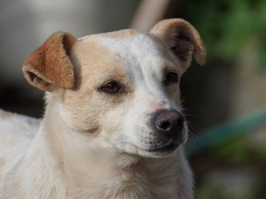 Adozione cane, femmina, Razza sconosciuta Razza sconosciuta, 6 anni e 2 mesi, taglia piccola, Latina