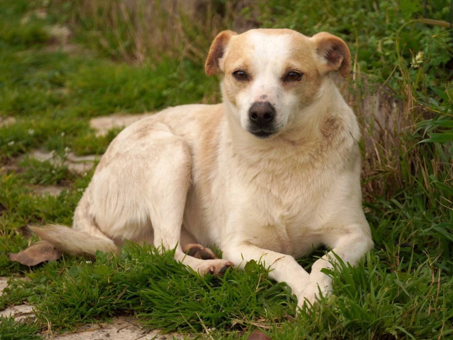 Adotta un cane, taglia piccola, femmina, Latina