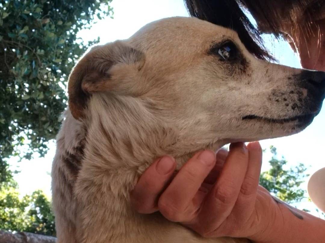 Vuoi adottare un cane a Latina?