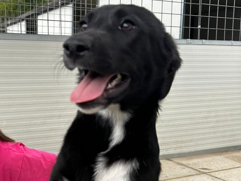 Adozione cane, femmina, Razza sconosciuta Razza sconosciuta, 5 mesi, taglia media, Salerno