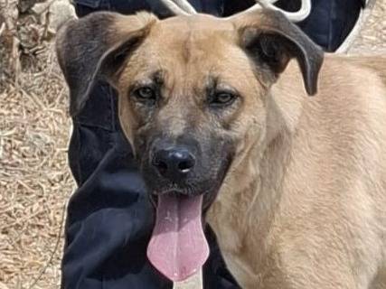 Adozione cane, femmina, Razza sconosciuta Razza sconosciuta, 3 anni e 2 mesi, taglia media, Pescara