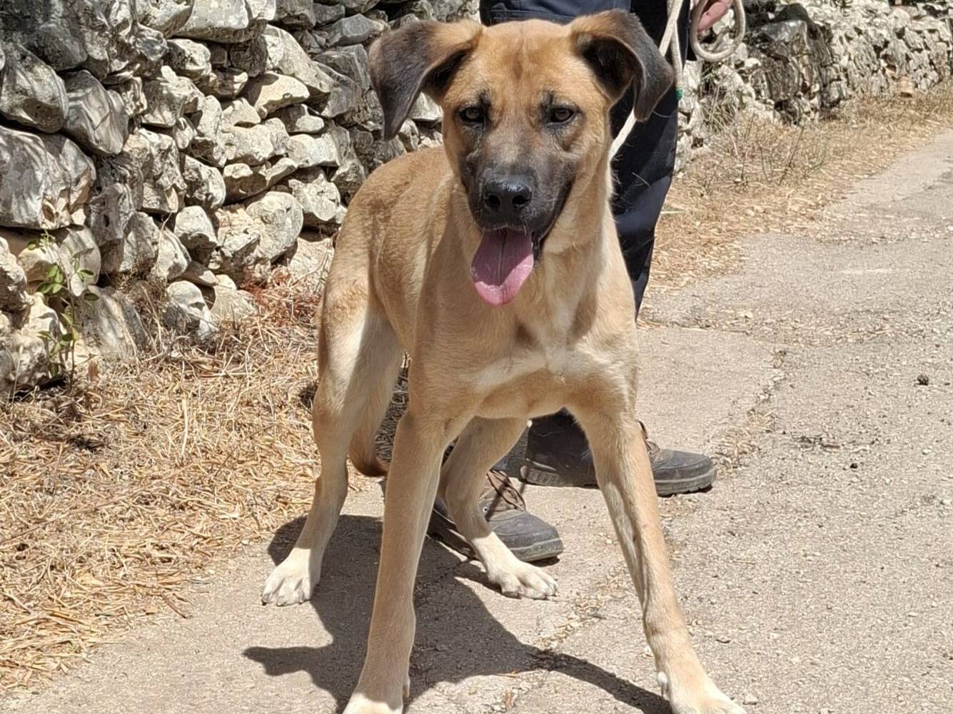 Adotta un cane, taglia media, femmina, Pescara