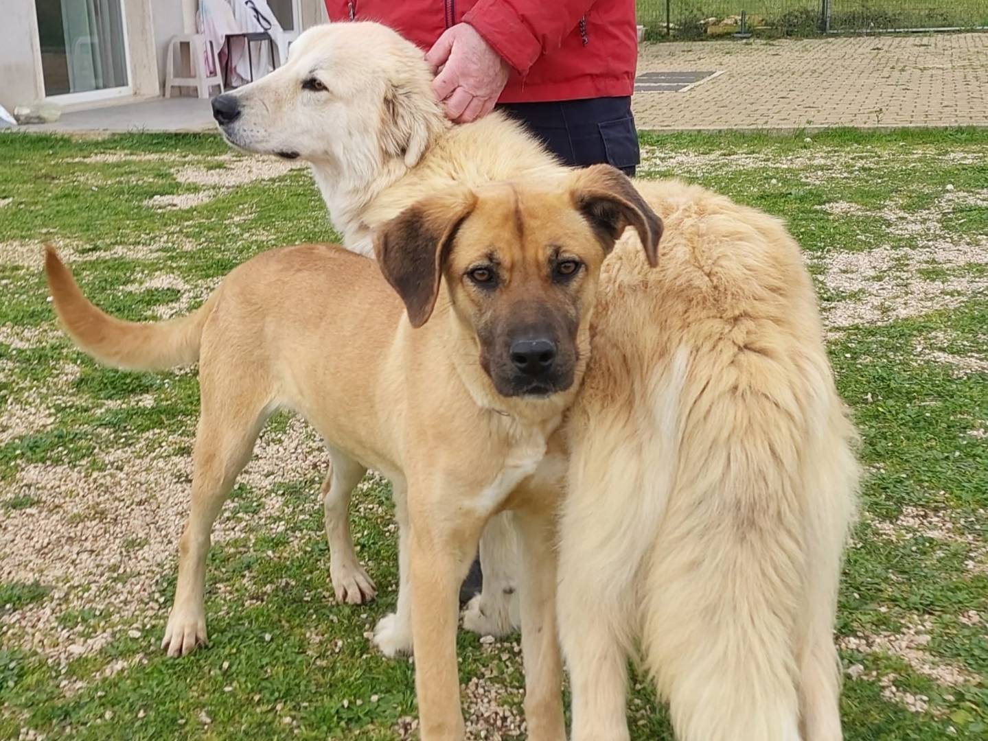 Vuoi adottare un cane a Pescara?