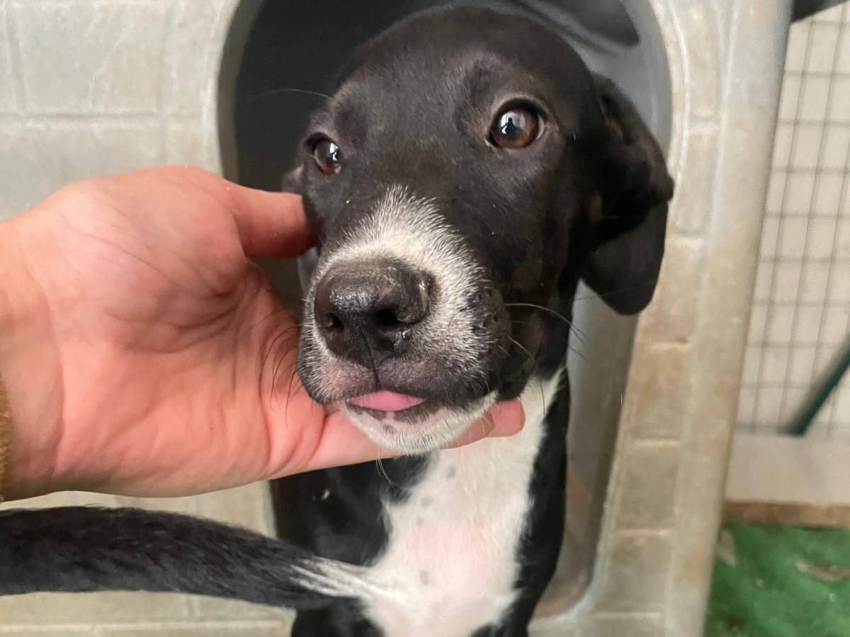 Adotta un cane, maschio, 4 mesi, Frosinone