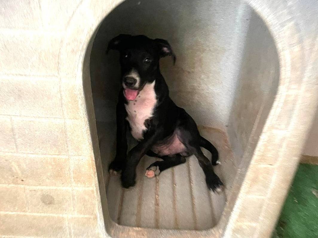 Adotta il cane THOR a Frosinone