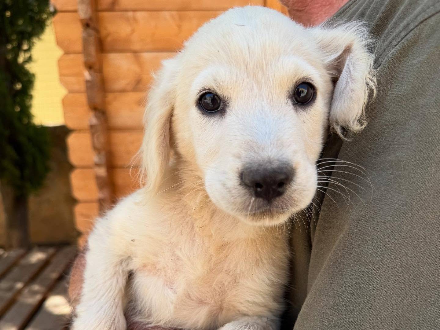 Adozione cane, maschio, Razza sconosciuta Razza sconosciuta, 2 mesi, taglia media, Matera