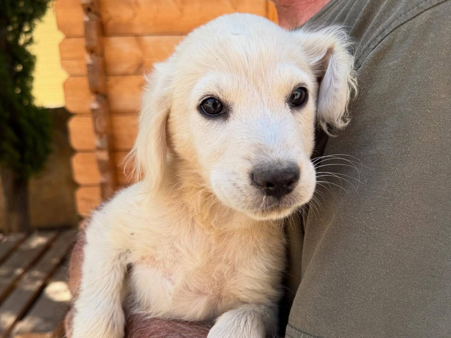 Adotta un cane, maschio, 2 mesi, Matera