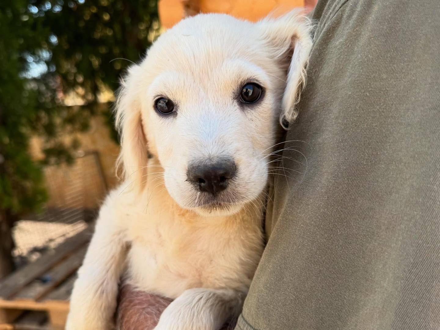 Adotta un cane, taglia media, maschio, Matera