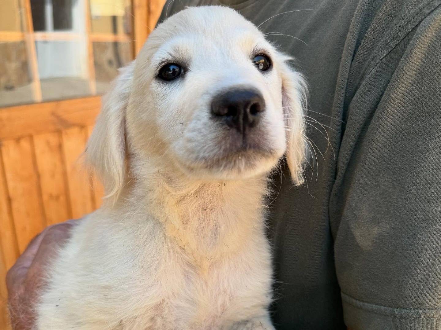 Vuoi adottare un cane a Matera?