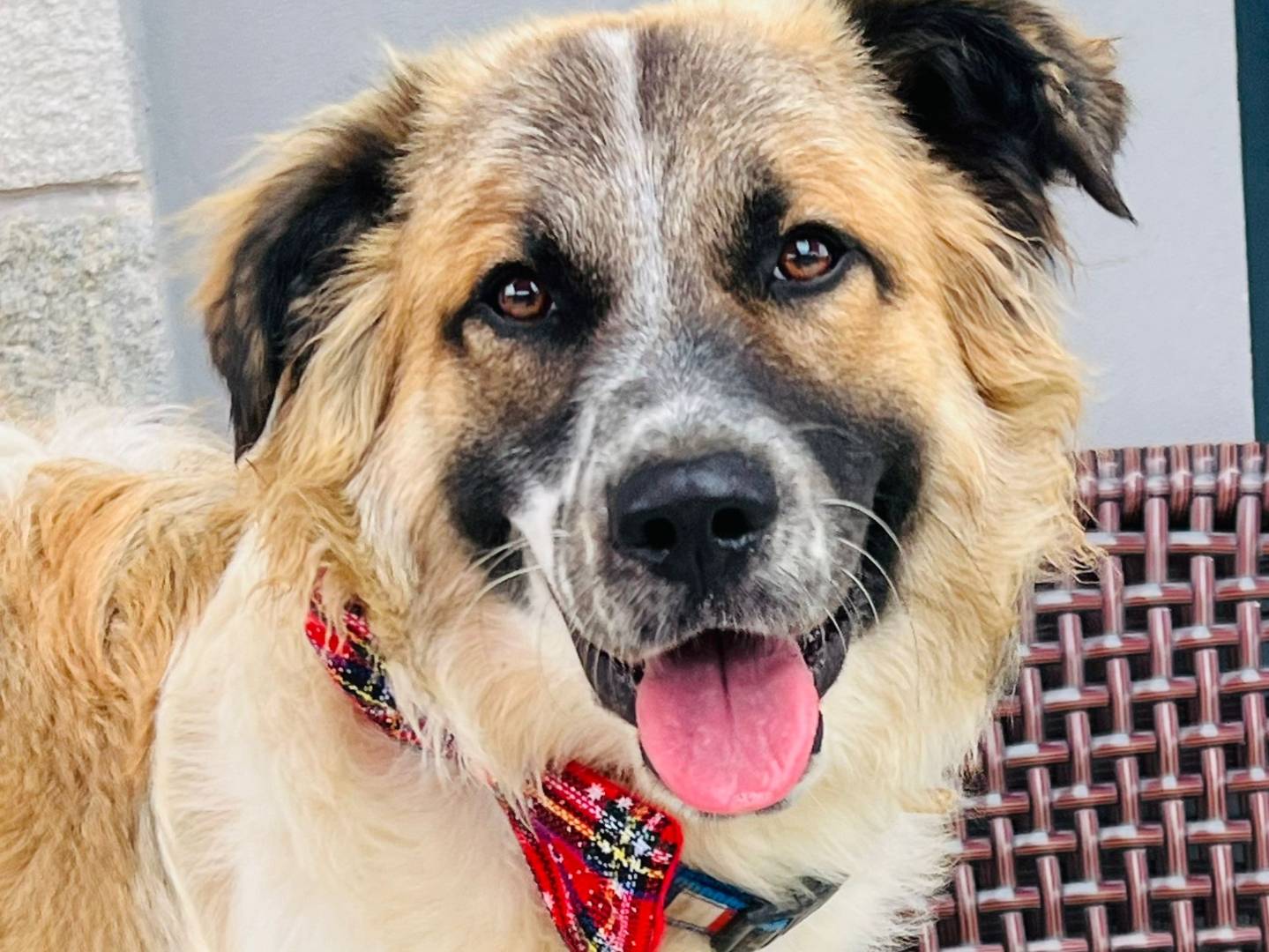 Adozione cane, maschio, Razza sconosciuta Razza sconosciuta, 7 mesi, taglia media, Genova