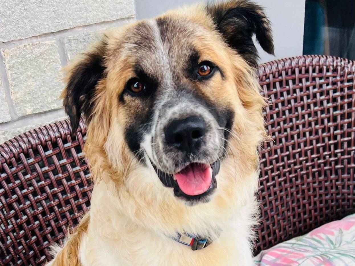 Adotta un cane, maschio, 7 mesi, Genova